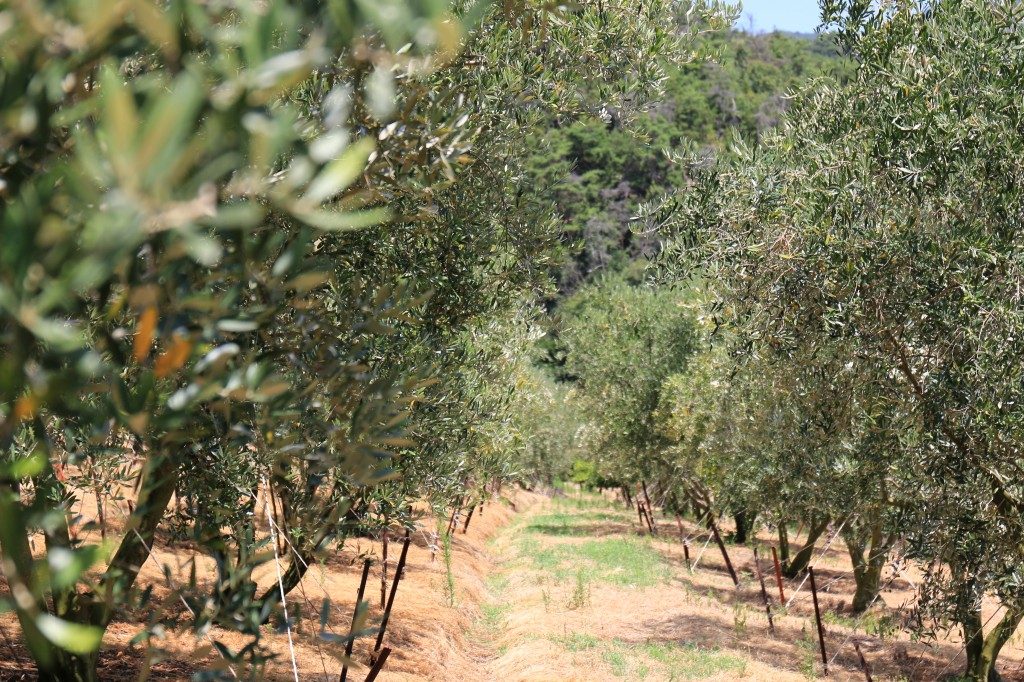 オリーブ畑