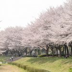 桜写真