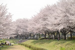 桜写真
